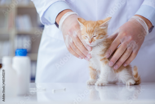 Cat visiting vet for regular checkup