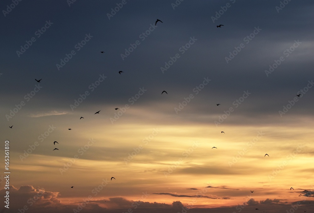 flock of birds in yellow sky before sunset in evening 
