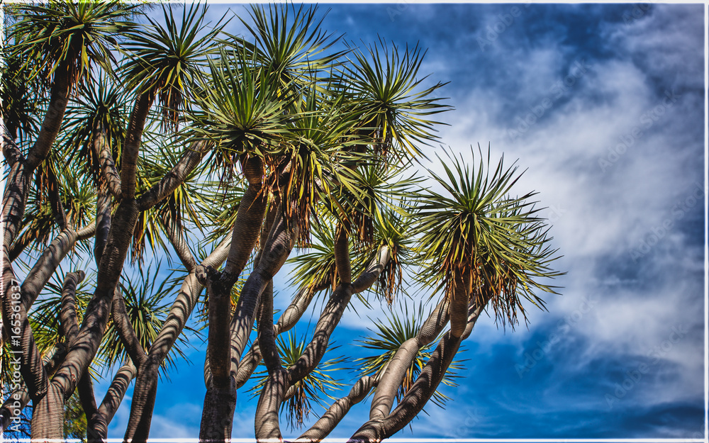Fototapeta premium Dragon Tree