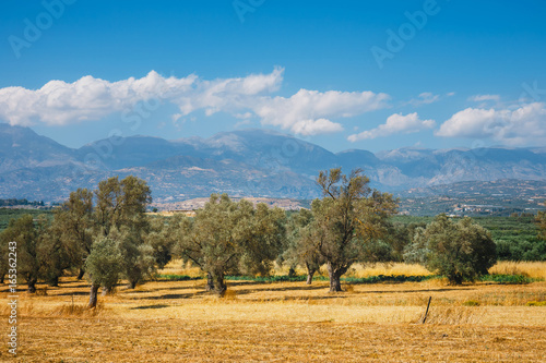 Beautiful mountain landscape with olive plantation, Crete Island, Greece photo