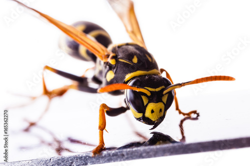 Hornet on a metal surface closeup © Dario Lo Presti