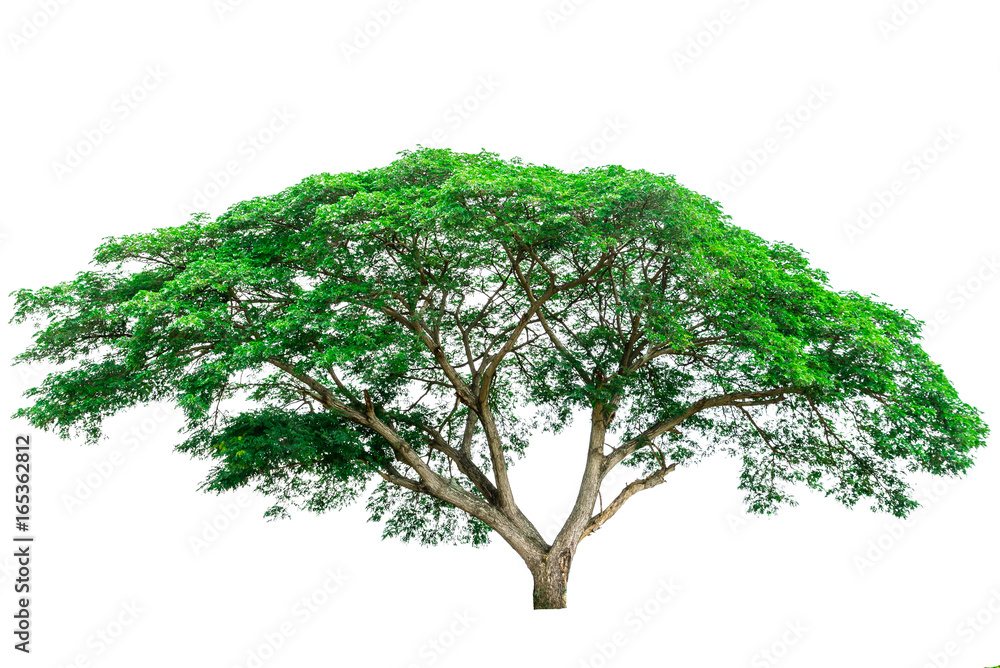 Green tree isolated on white background (Samanea) Green tree isolated on white background (Samanea)
