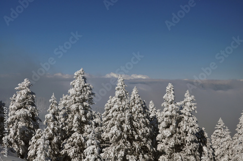 winter landscape