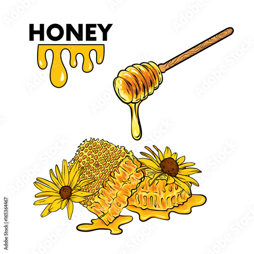 Honey combs, yellow daisies and a wooden spoon for honey. Realistic illustration with objects isolated on a white background.