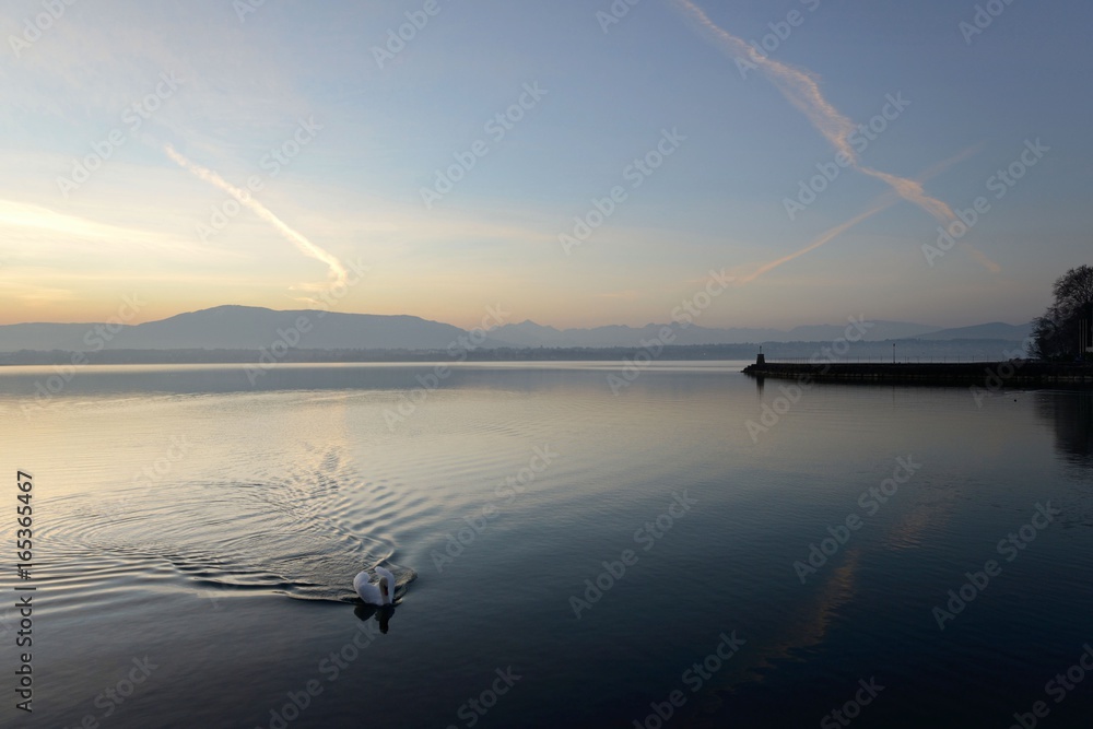 White swan on Lake Geneva , Switzerland at dawn