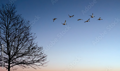 Birds at sunset or sunset with copy space