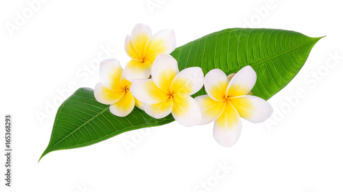 Tropical flowers frangipani  plumeria  with leaf isolated on white background