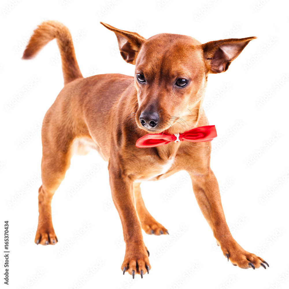 Pinscher with red ribbon Pinscher with red ribbon