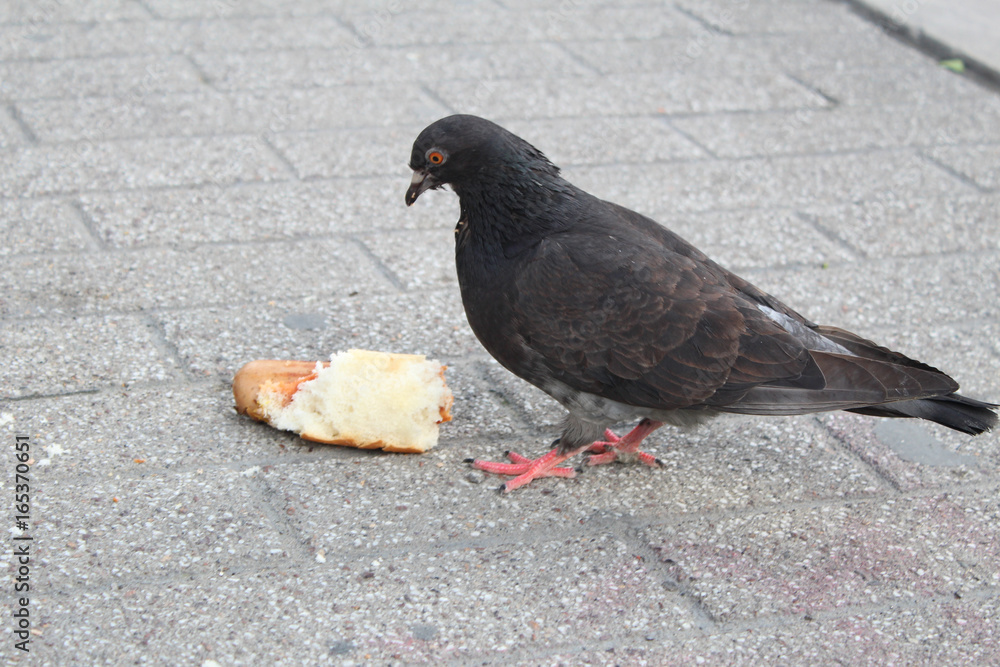 Obraz premium Hungry ass pigeon