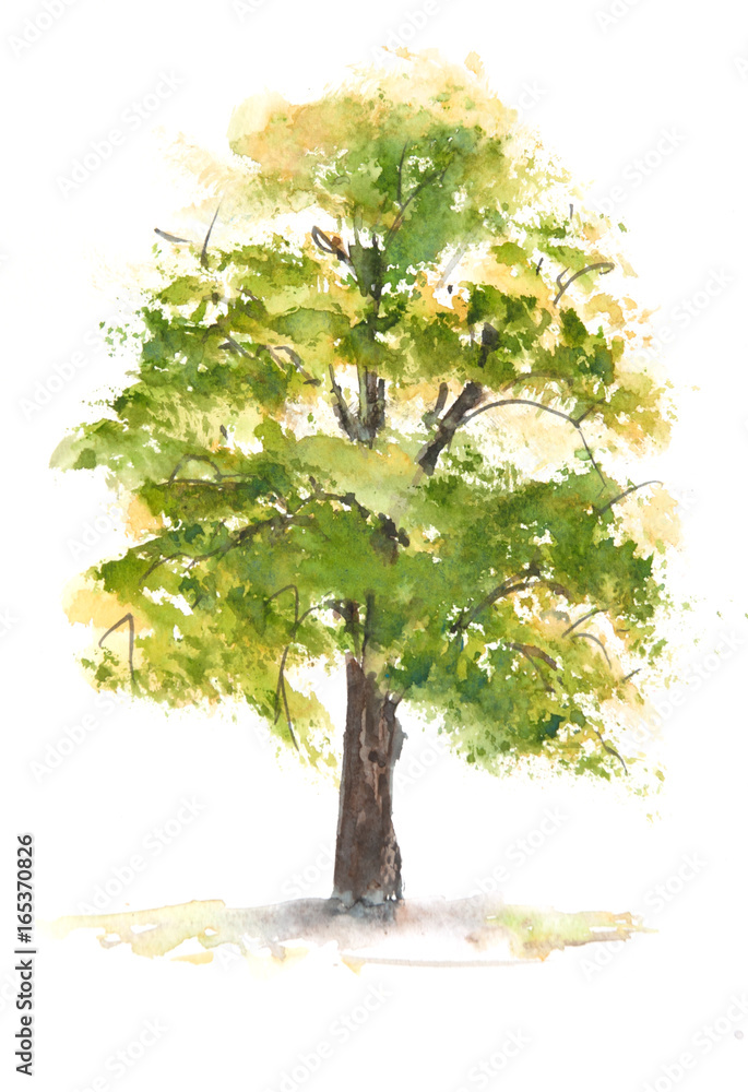 Naklejka premium Green tree on white , watercolor painting