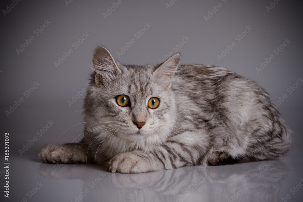 Young tabby cat isolated on grey background Young tabby cat isolated on grey background