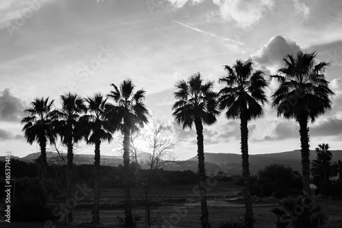 Row of palm trees against setting sun and mountains © satura_