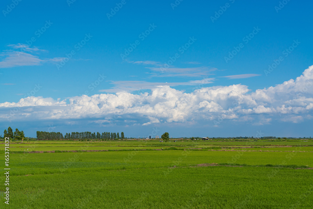 Rice field green grass blue sky cloud cloudy landscape background.