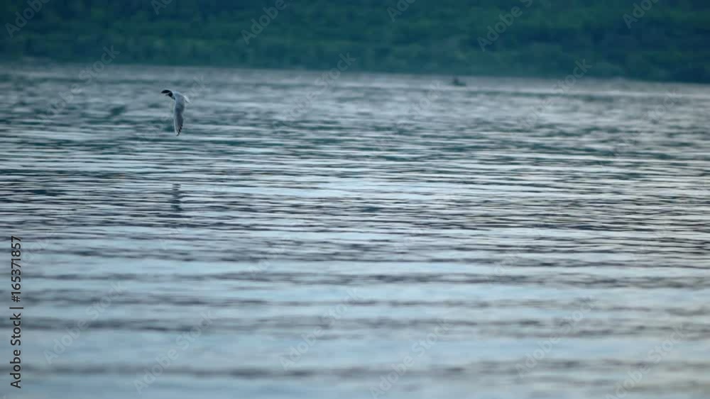 Gull flies over the water in the evening Gull flies over the water in the evening