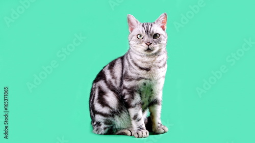 LOLO is an american short hair cat. Cat's sitting on the green screen. Male cat with silver or gray color and classic tabby pattern.