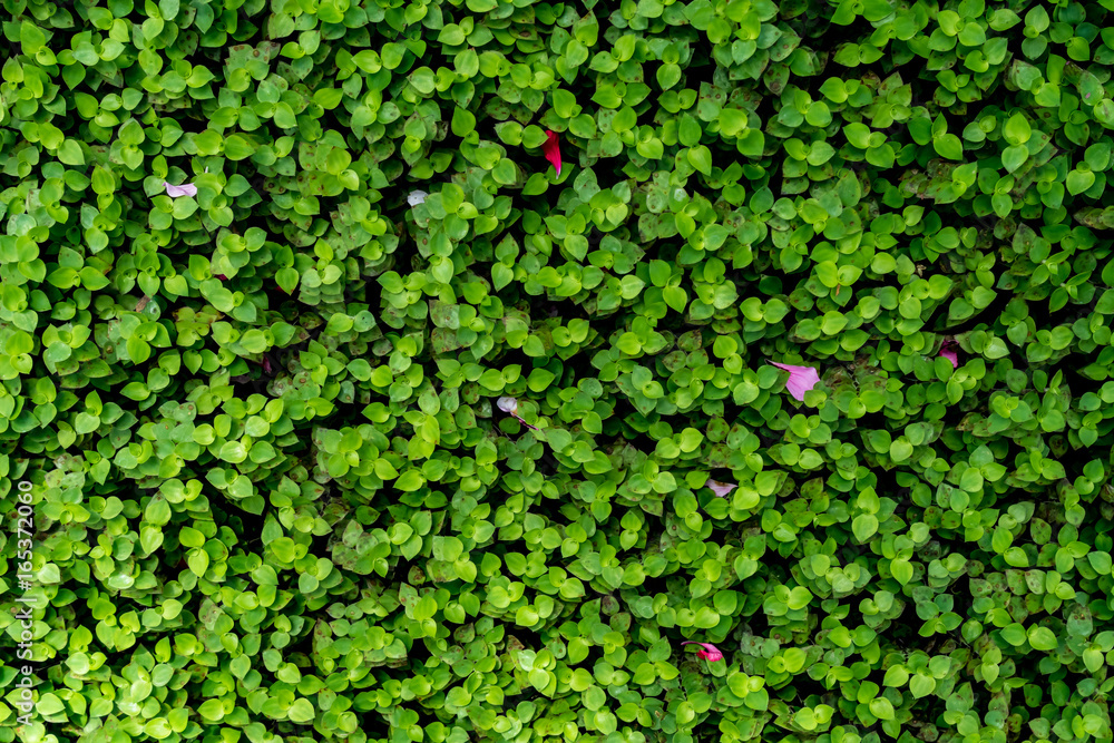 Fototapeta premium Green leaves floor