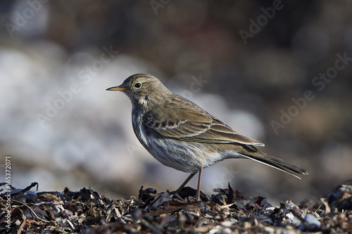 Water pipit (Anthus spinoletta)