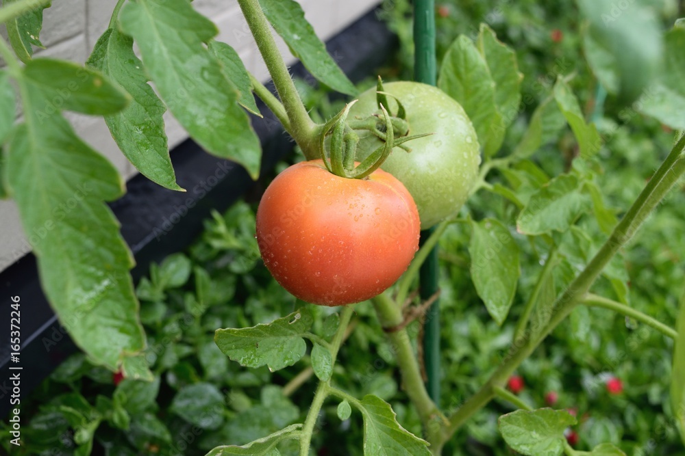 家庭菜園：トマト