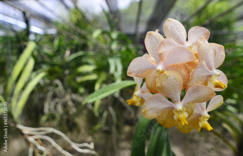 Orchid Vanda in the Farm - Queen of orchids - Orchids are export business products of Thailand that make a lot of money - Beautiful orchid flower in the garden at winter photo