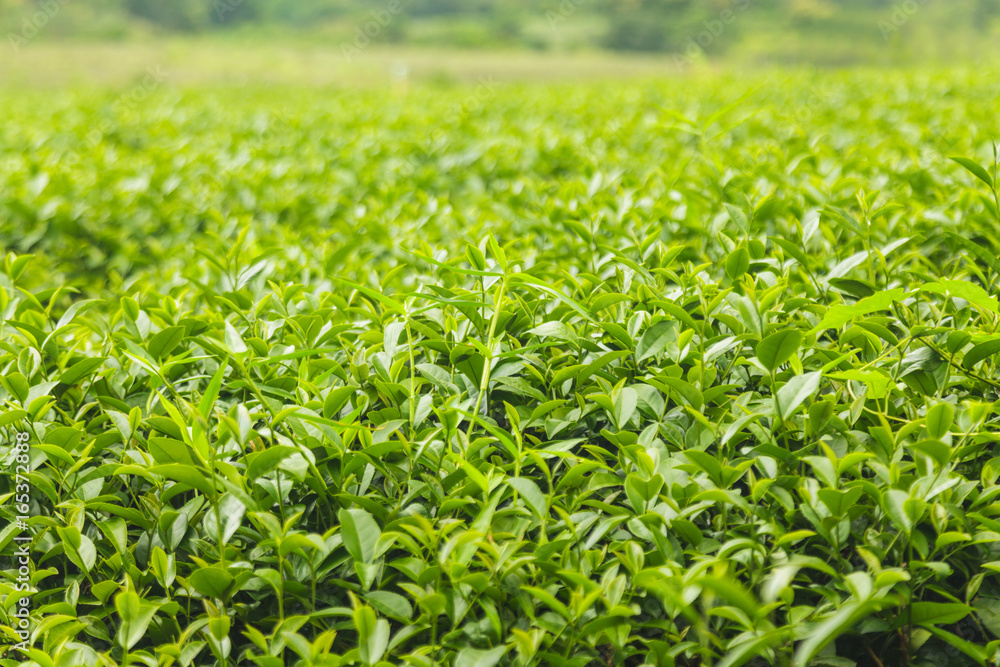 Fresh tea leaves in morning on tea plantation field Fresh tea leaves in morning on tea plantation field
