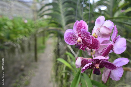 Orchid Vanda in the Farm - Queen of orchids - Orchids are export business products of Thailand that make a lot of money - Beautiful orchid flower in the garden at winter photo
