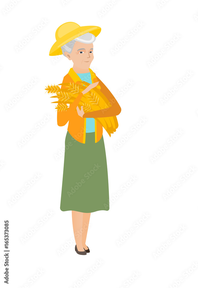 Senior caucasian farmer holding hay in hands. Senior caucasian farmer holding hay in hands.