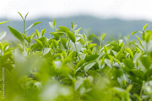 Fresh tea leaves in morning on tea plantation field