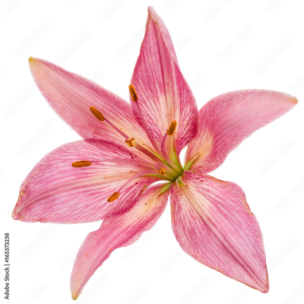 Flower of a pink lily, isolated on white background Flower of a pink lily, isolated on white background