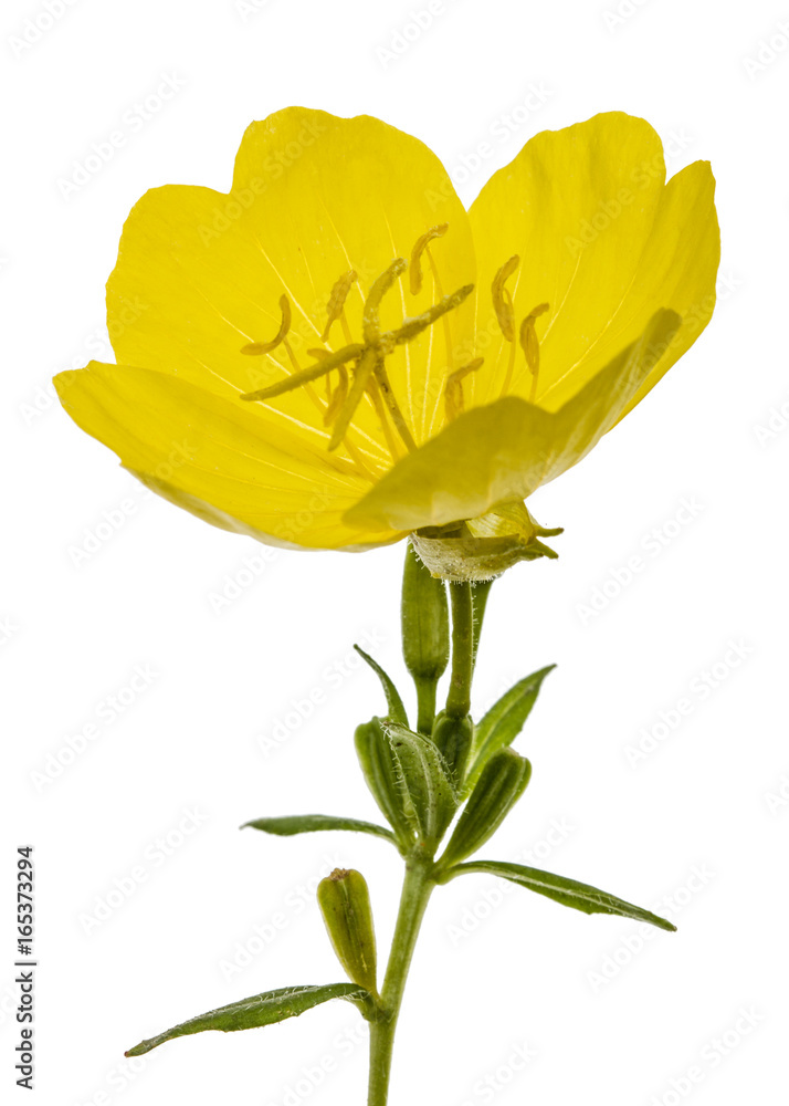 Yellow flower of Evening Primrose, lat. Oenothera, isolated on white background Yellow flower of Evening Primrose, lat. Oenothera, isolated on white background