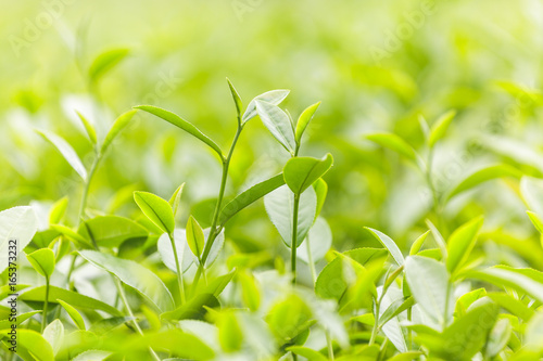 Fresh tea leaves in morning on tea plantation field