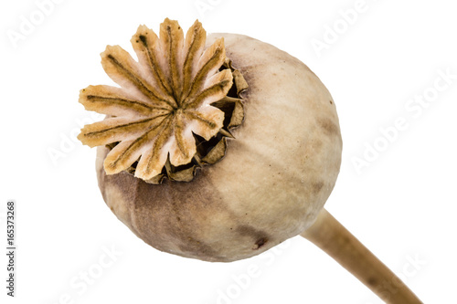 Fototapeta Naklejka Na Ścianę i Meble -  Dried poppy box and stems, isolated on white background
