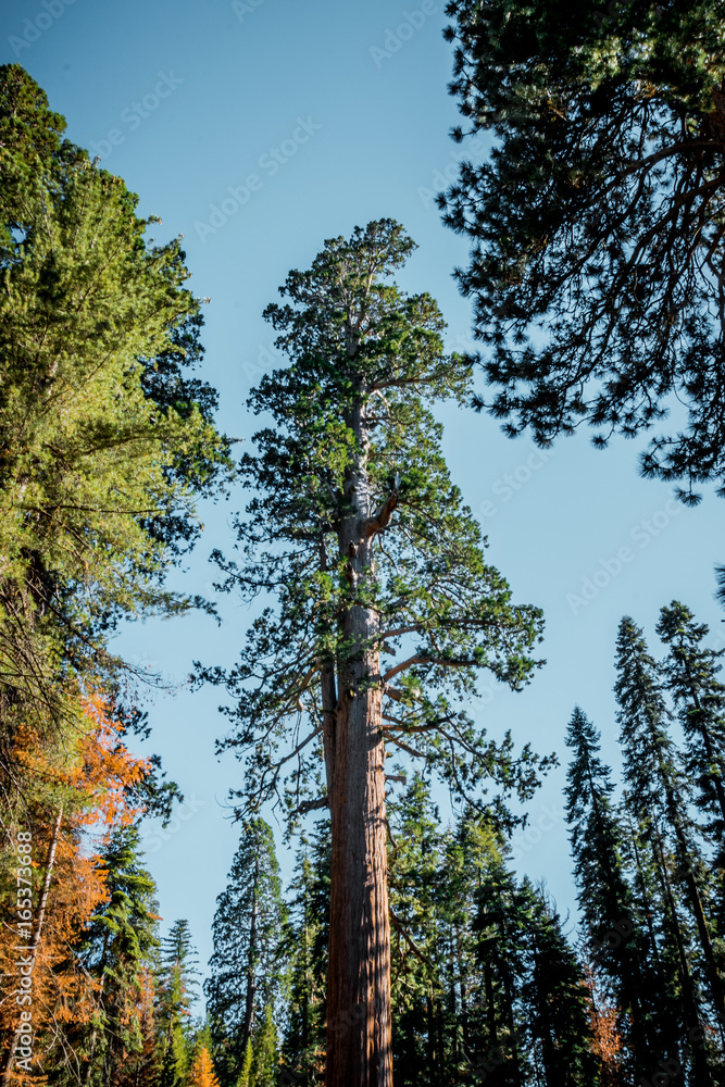 Grove of Mariposa. Picturesque giant redwoods Grove of Mariposa. Picturesque giant redwoods