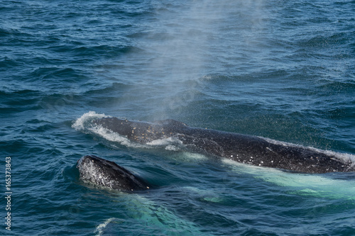 Humpback Whales (Megaptera novaeangliae) blowing, Port Stephens, Australia