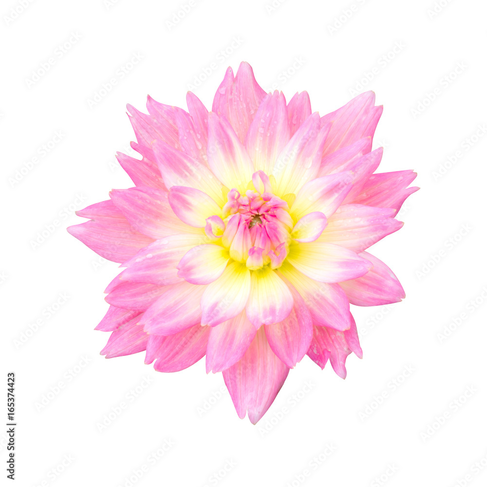 Pink Dahlia flower isolated on white background Pink Dahlia flower isolated on white background
