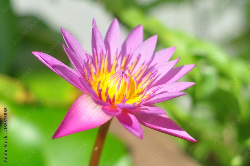Lotus flower Lotus flower