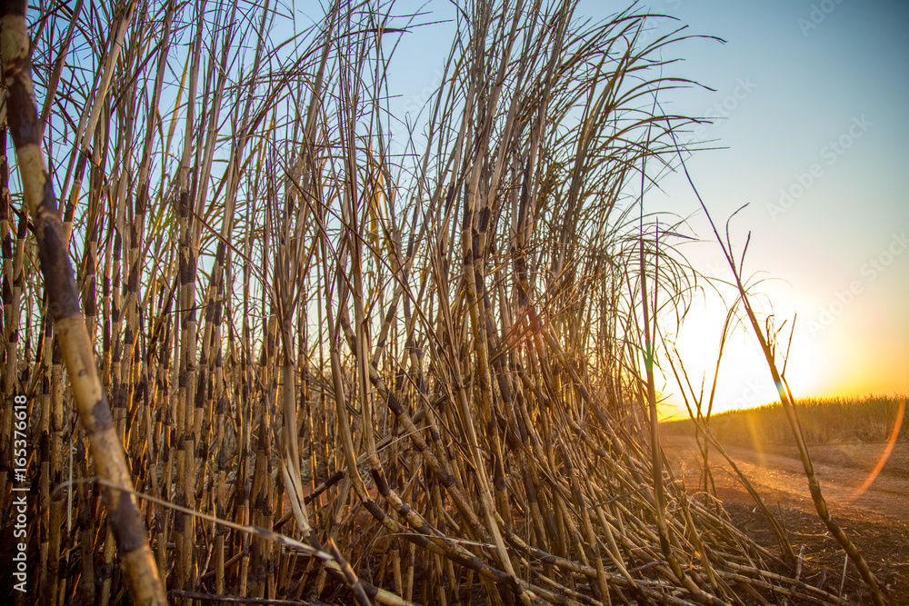 Fototapeta premium sugar cane plantation burned