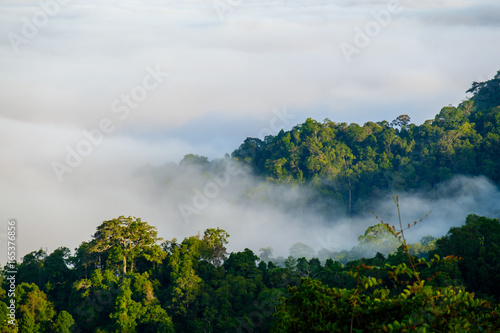 The fog at Khao Phanoen Thung  Kaeng Krachan National Park in Thailand