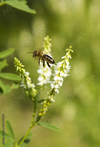 Bee in flight at the flower of Melilotus Officinalis. Bee on flower Melilotus officinalis. Bee on flower Melilotus officinalis © ihorhvozdetskiy
