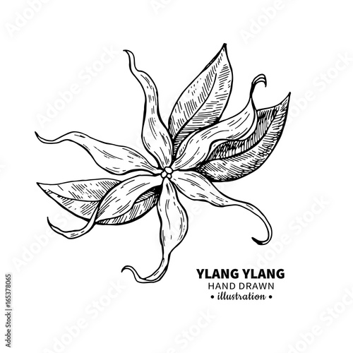 Ylang ylang vector drawing. Isolated vintage  illustration of me