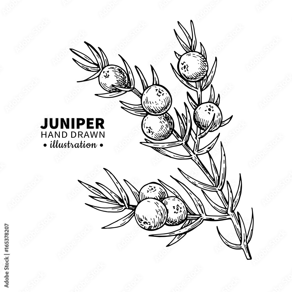 Fototapeta premium Juniper vector drawing. Isolated vintage illustration of berry on branch. Organic essential oil engraved style sketch.