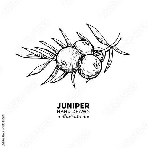 Juniper vector drawing. Isolated vintage illustration of berry on branch. Organic essential oil engraved style sketch.