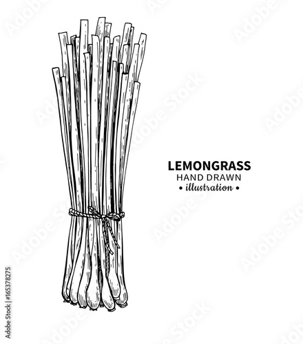 Lemongrass vector drawing. Isolated vintage illustration of leaves. Organic essential oil engraved style sketch.