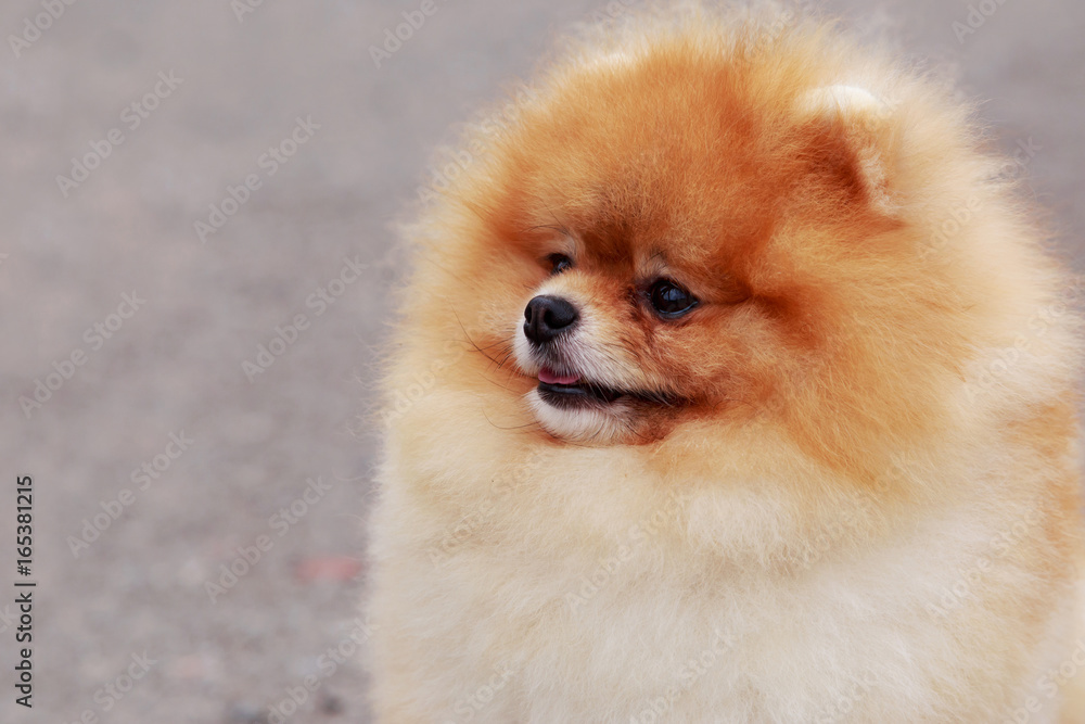 Dog breed Pomeranian spitz