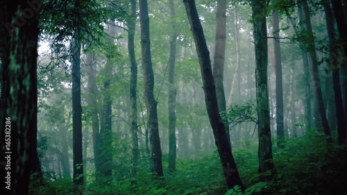 霧の森林