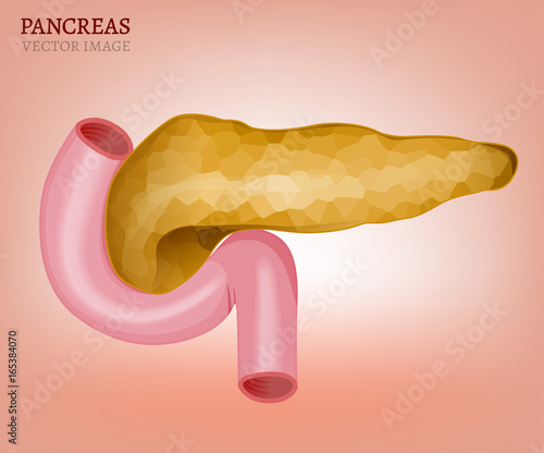 Pancreas Vector Image