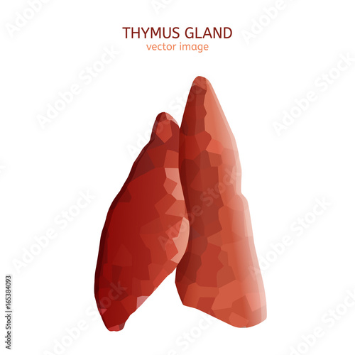 thymus gland image