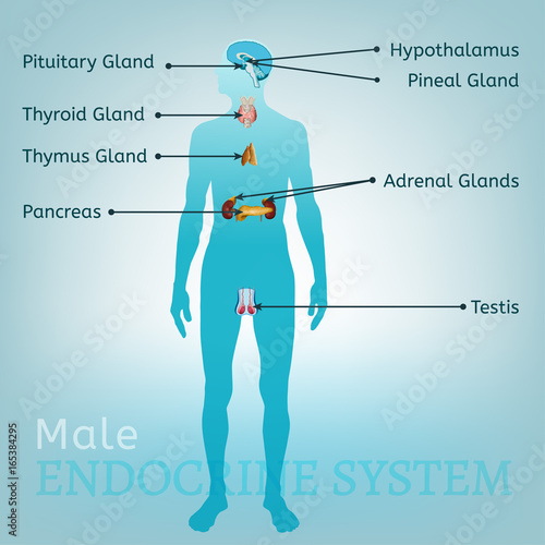 Endocrine System Image
