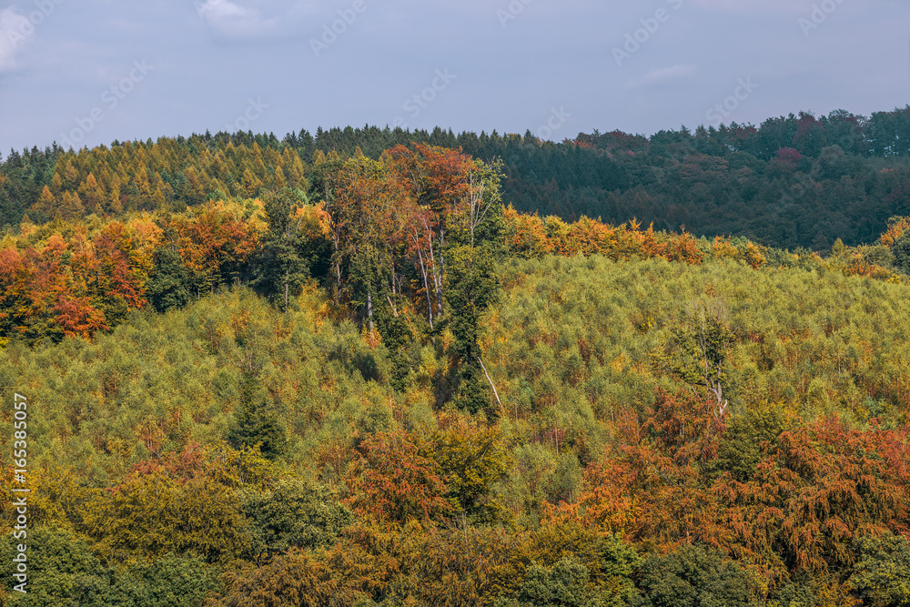 Blick auf einen schönen, bunten Herbstwald am Hang Blick auf einen schönen, bunten Herbstwald am Hang