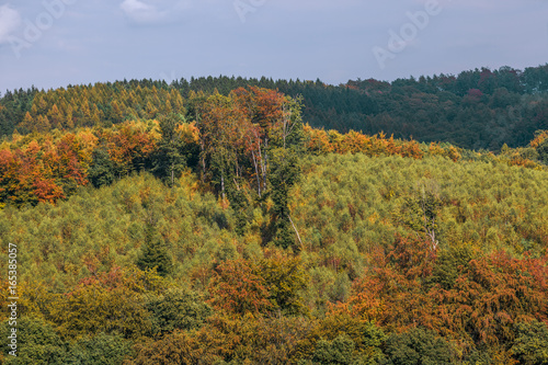 Blick auf einen schönen, bunten Herbstwald am Hang