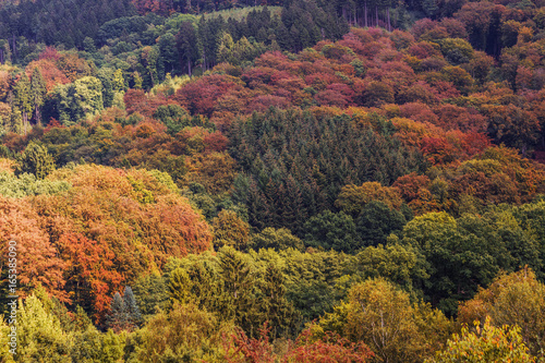 Blick auf einen schönen, bunten Herbstwald am Hang